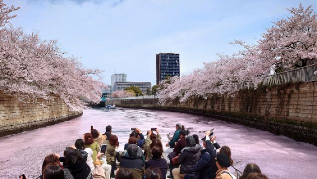 [Grupos individuales · Crucero para admirar los cerezos en flor del río Meguro] ¡Disfruta al máximo de los cerezos en flor a bordo del crucero!