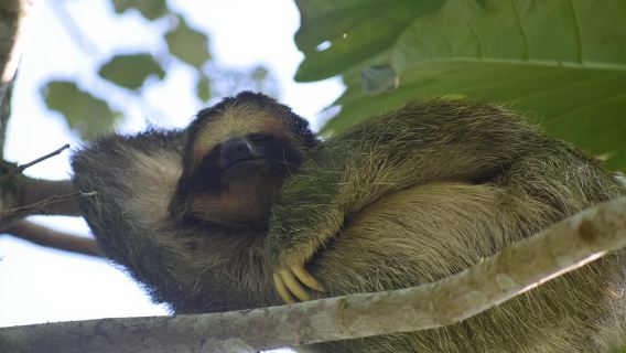 La Fortuna: Tur Taman Hutan Hujan Gunung Berapi Arenal