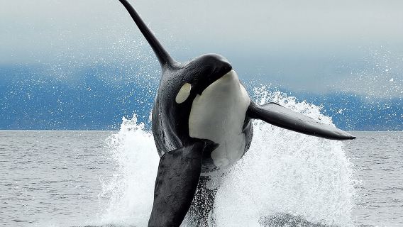 Parksville Half Day Whale and Wildlife Adventure