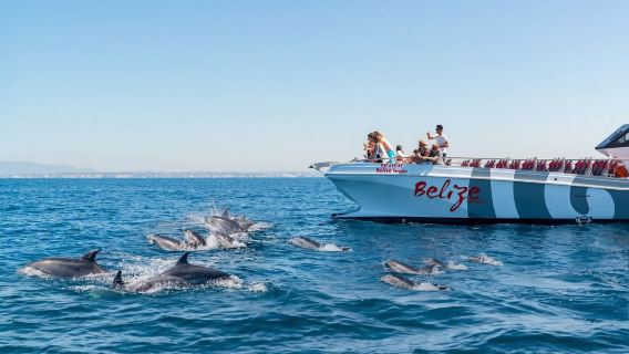 Benagil & Dolphin Watching: Catamaran Tour from Albufeira