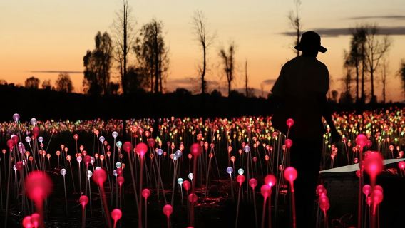 Field of Light Uluru: Sunrise Tour with Hot Drinks