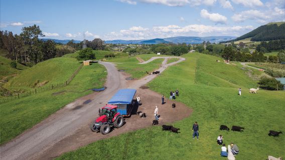New Zealand Rotorua Farm Tractor Animal Tour: Farm Sheep Shearing Show + Farm Animal Tour I Special activity and Alpaca Interaction