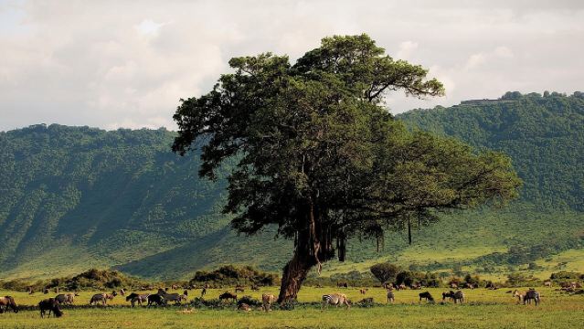 Excursión de un día al cráter de Ngorongoro