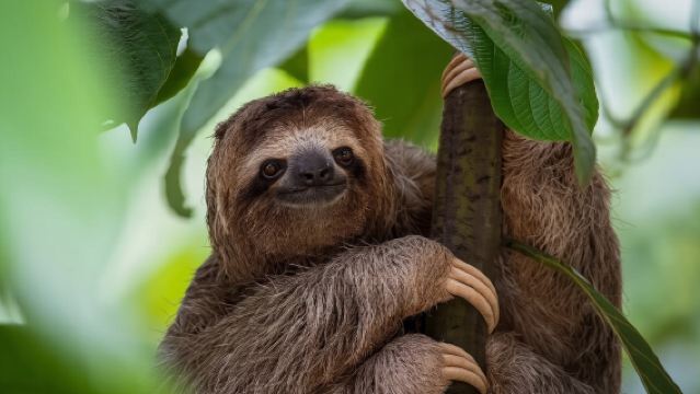 Roatán Monkey Sloth Park, Chocolate Rum & West Bay Beach Club