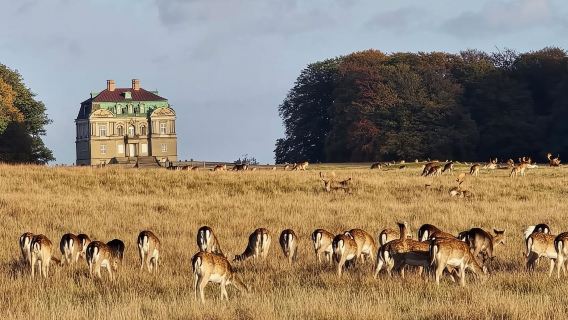Copenhagen: Guided Tour Deer Park in Klampenborg