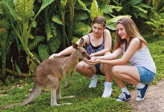 Kuranda Koala Gardens Park Entry AUD 20.91