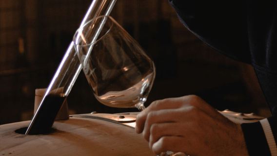 Organic Winery Visit & Wine Tasting with Food in Pavia