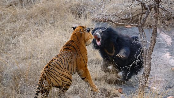 Canter Safari: ingresso salta fila alla riserva delle tigri di Ranthambore