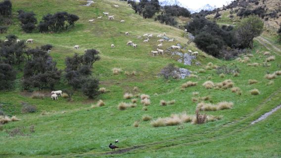Christchurch to Shamarra Alpacas in Akaroa round-trip private charter for exclusive exploration of North and South Islands