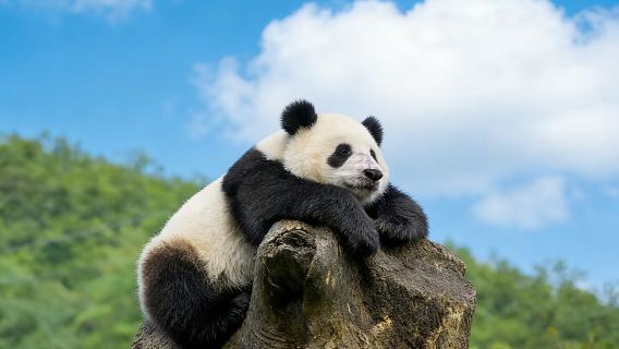 ทัวร์ส่วนตัวที่ปักกิ่ง: กำแพงเมืองจีนมู่เถียนหยู/ปาต้าหลิง และบ้านแพนด้า