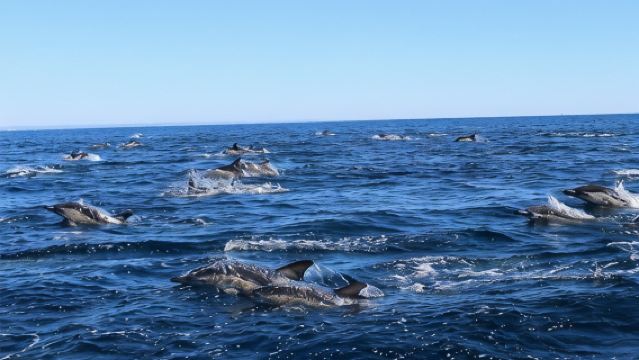 Memerhati Lumba-lumba dari Lagos bersama Ahli Biologi Marin