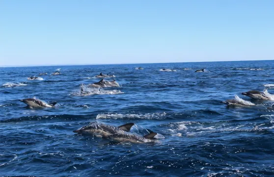 在拉哥斯與海洋生物學家一起觀賞海豚