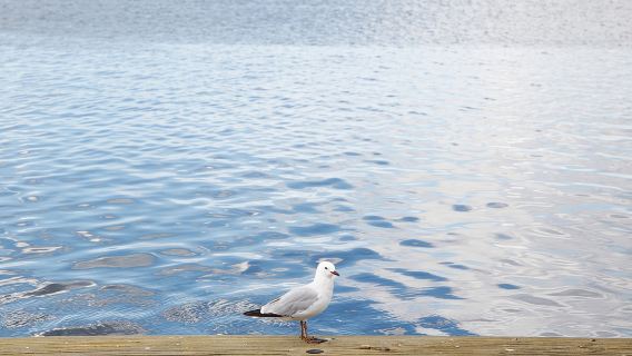 Rotorua, Nueva Zelanda [Recorrido anfibio por la ciudad y el lago de Rotorua]