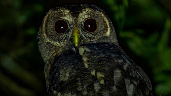 Passeggiata notturna nella foresta nebulosa di Monteverde -Monteverde Wild-