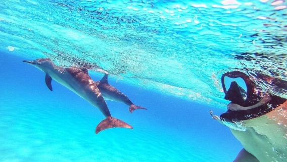 tour di un giorno immersione subacquea nel Mar Rosso a Hurghada [osservazione dei delfini, due snorkeling, pranzo incluso]