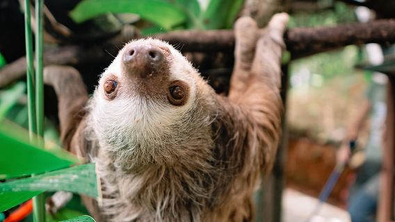 KSTR Re-Wilding Center Manuel Antonio (Sloth/Primate Park)