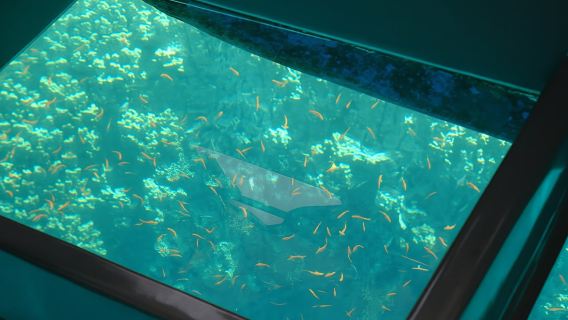 Glass bottom cruise in Aqaba