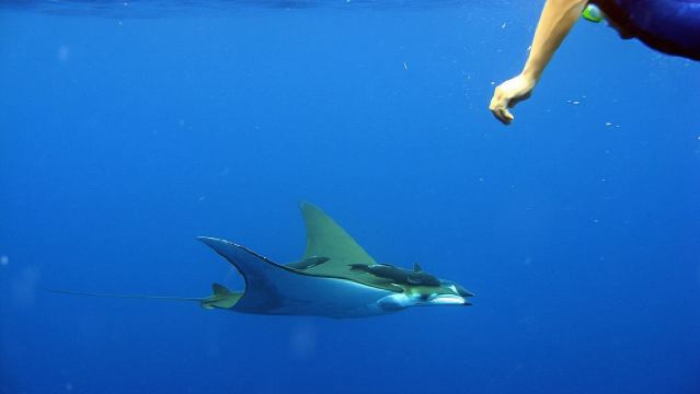 Cabo San Lucas Short Snorkeling Tour with Divemaster Guide