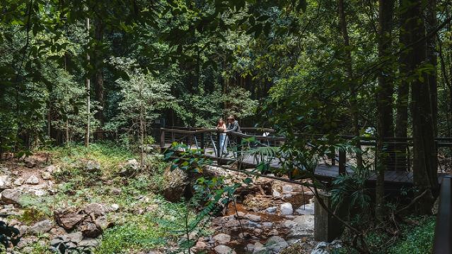 Springbrook andTamborine Rainforest Tour Incl Natural Bridge and Glow Worm Cave