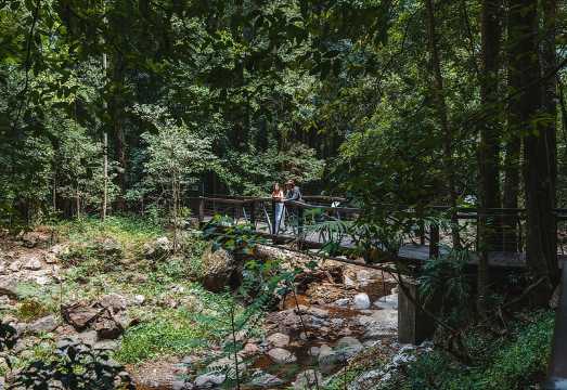 Springbrook andTamborine Rainforest Tour Incl Natural Bridge and Glow Worm Cave AUD 192.73
