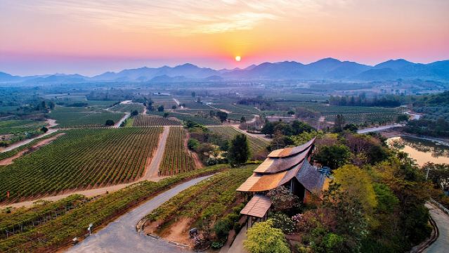 Esperienza privata di degustazione di vini a Hua Hin nella valle dei monsoni