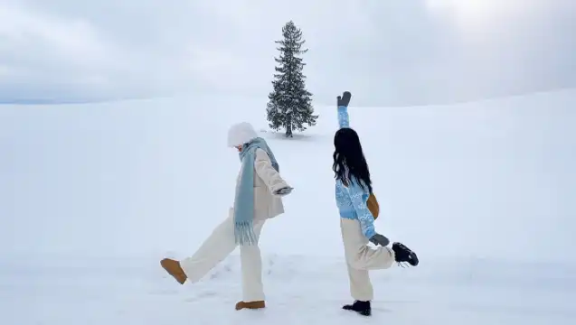 北海道旭川市旭山動物園+網紅聖誕樹+美瑛青池白鬚瀑布一日遊|包含門票