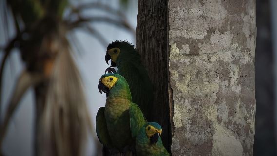 Excursión al Lago Yacumama + Atardecer | Pesca deportiva