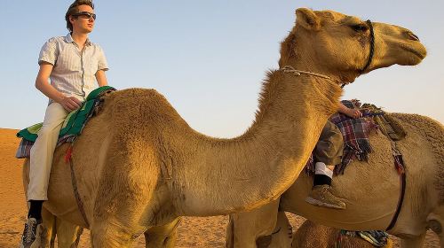 Dubai Morning Safari with 25 Mints Camel ride & Sand Boarding 4