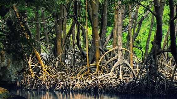 ล่องเรือซาฟารีปากแม่น้ำทามารินโด