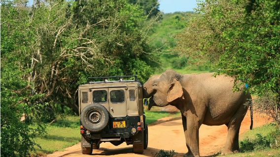Mezza giornata al Parco nazionale di Yala in Sri Lanka con partenza da Colombo|Safari in jeep alla ricerca della fauna selvatica