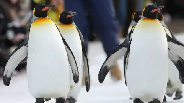 登別洞爺湖&支笏湖冰濤節限定一日遊