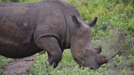 Однодневный тур в деревню Сафари и ПхеЗулу из Дурбана