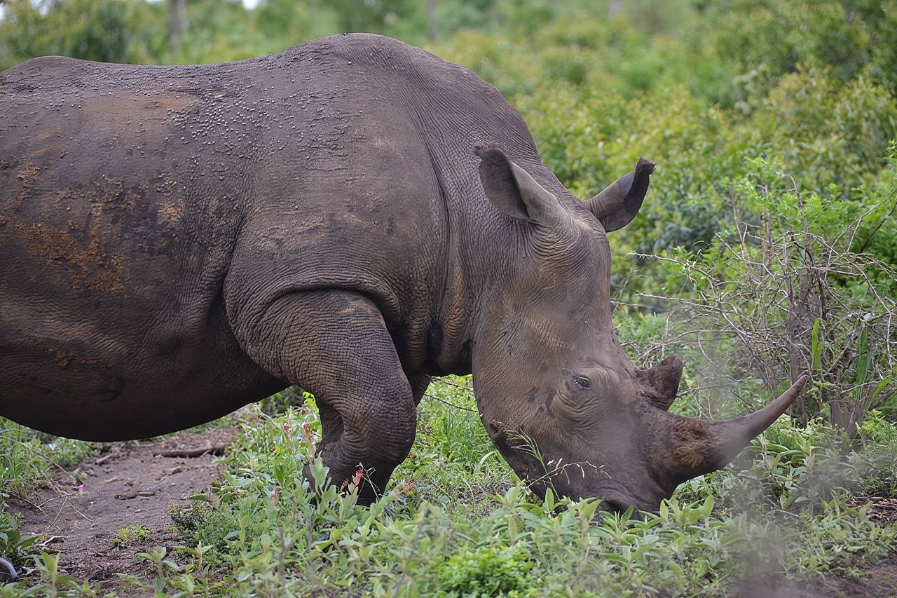 Safari & PheZulu Village Day Tour from Durban