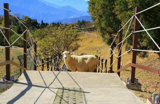 南投清境農場、日月潭一日遊【台中市區接送｜贈送阿婆茶葉蛋】