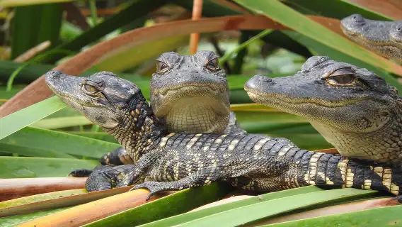 ซาฟารีวันเอเวอร์เกลดส์จากบริเวณฟอร์ตไมเออร์ส/เนเปิลส์