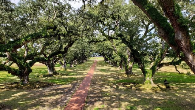 Oak Alley or Laura Plantation Tour from New Orleans