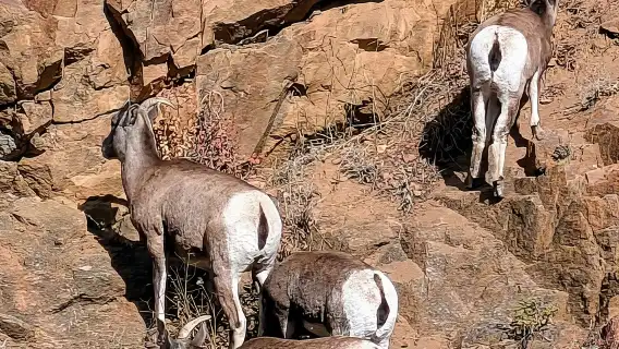 Rocky Mountain Escape