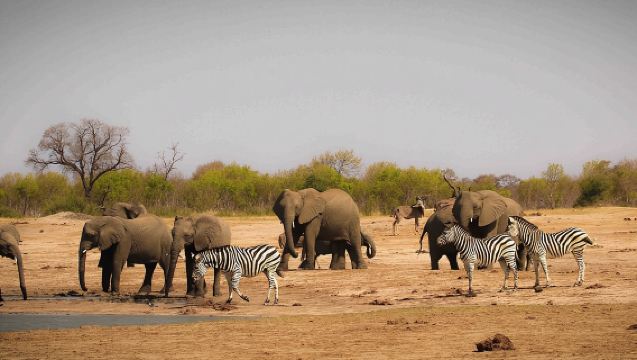 Hwange (Safari) Day Trip from Victoria Falls