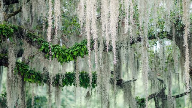 2-stündiger Rundgang durch den Bonaventure-Friedhof
