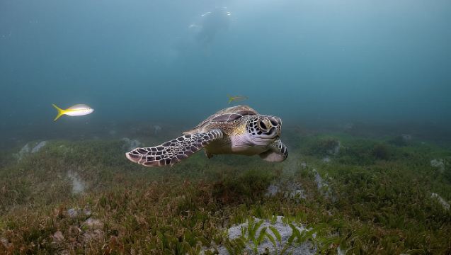 San Juan Snorkeling Tour with Fish and Turtles