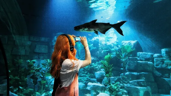 [Recomendado para familias] Acuario Lotte World Hanói|Emisión rápida de billetes