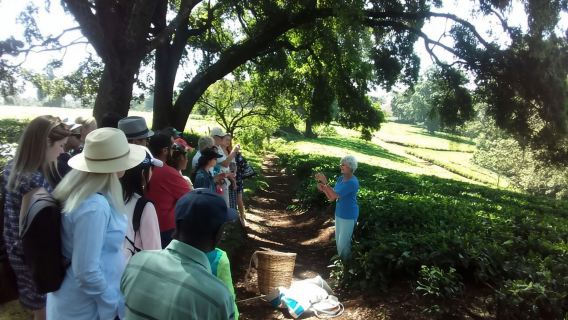 Kiambethu Tea Farm Tour (All Inclusive)