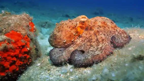 Gran Canaria: Discover Scuba Diving Beginner Program