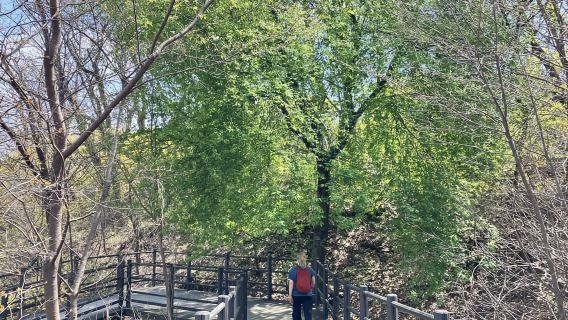 Seúl: Senderismo por el sendero Ansan Jarak-gil y experiencia Makgeolli