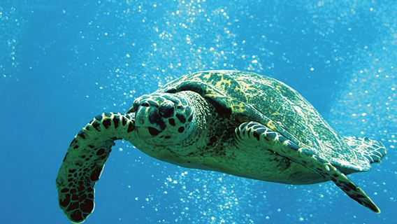 Big Island: 3 Hour Waikoloa Snorkeling & Sailing Adventure