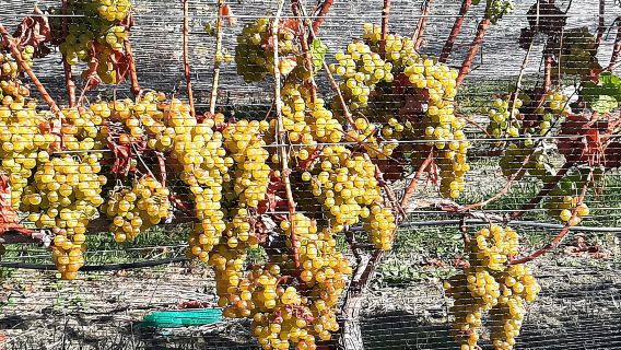Napier: Art-Deco + Te Mata Peak+ Garden Walk + Wine Tasting