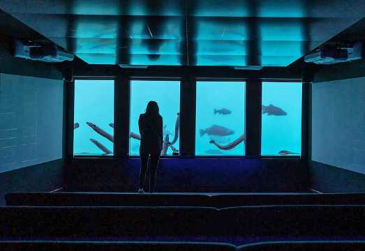 Queenstown: Hidden Underwater Theatre Experience