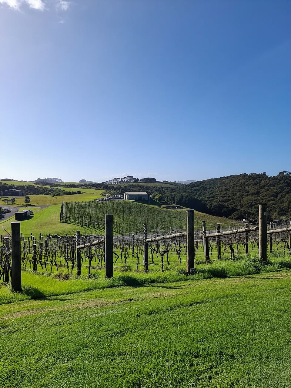 The Boutique Experience: Waiheke Island Best Cellar Tour