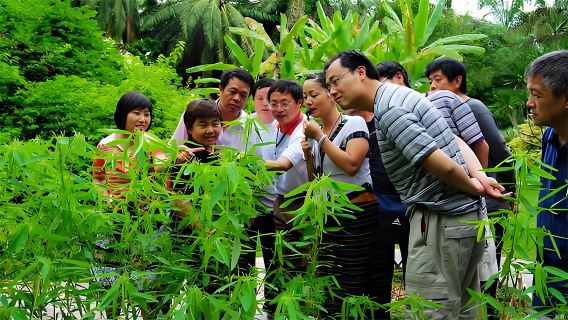 雲南中科院西雙版納熱帶植物園導遊導覽預約（白天拼團/白天獨立團/夜遊）