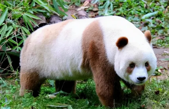 秦嶺四寶科學公園【來回直通車含入場門票】假期溜娃研學科普/純玩